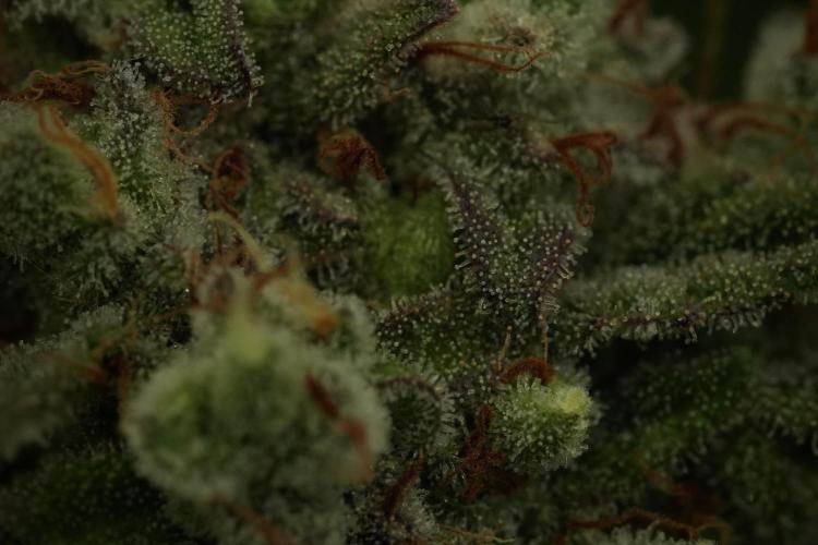 Animal Mints-Legends of the Frozen North. Week 13 - Animal Mints No veg 12-12 from seed