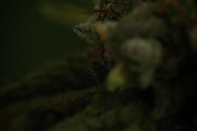 Animal Mints-Legends of the Frozen North. Week 13 - Animal Mints No veg 12-12 from seed