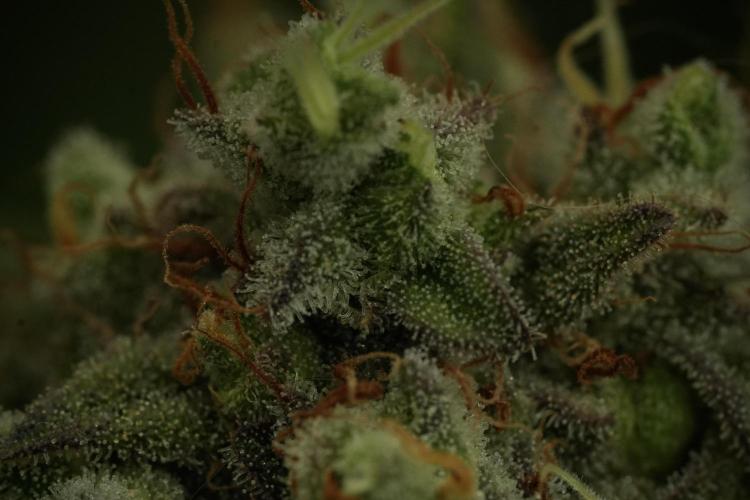 Animal Mints-Legends of the Frozen North. Week 13 - Animal Mints No veg 12-12 from seed