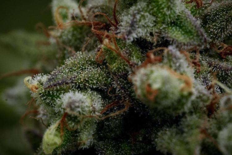 Animal Mints-Legends of the Frozen North. Week 13 - Animal Mints No veg 12-12 from seed