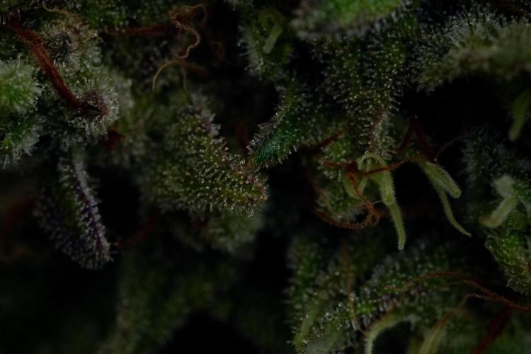 Animal Mints-Legends of the Frozen North. Week 13 - Animal Mints No veg 12-12 from seed
