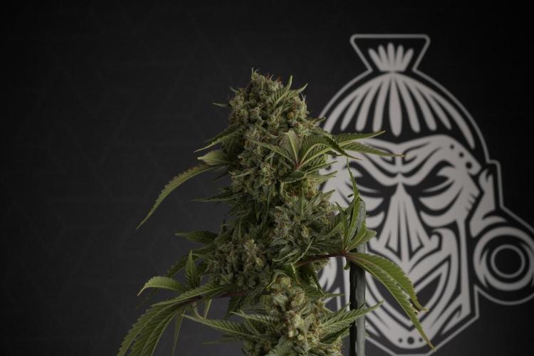 Animal Mints-Legends of the Frozen North. Week 13 - Animal Mints No veg 12-12 from seed