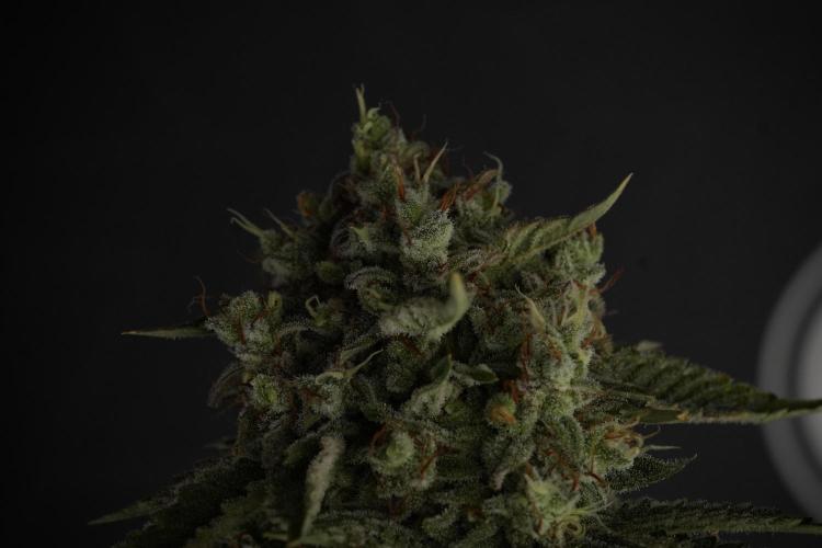 Animal Mints-Legends of the Frozen North. Week 13 - Animal Mints No veg 12-12 from seed