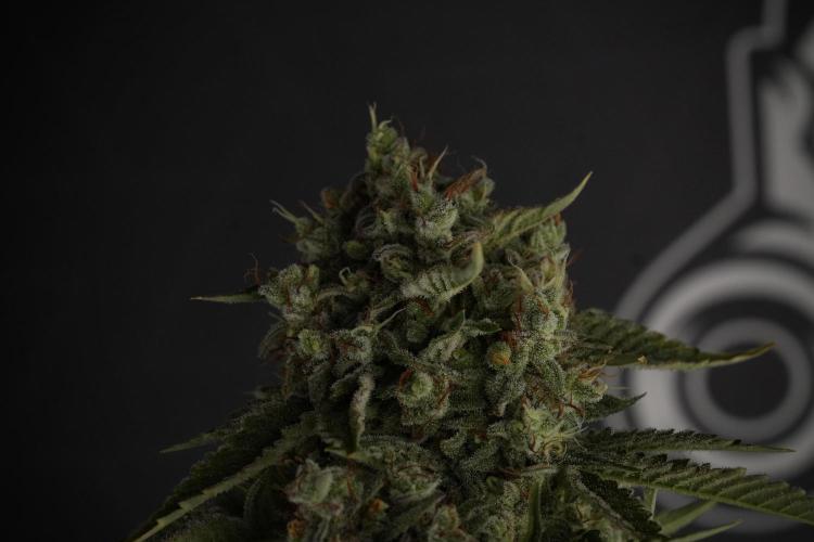 Animal Mints-Legends of the Frozen North. Week 13 - Animal Mints No veg 12-12 from seed