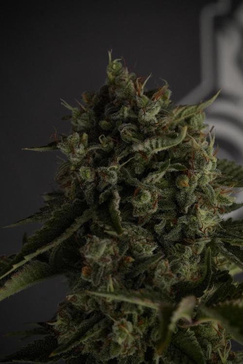 Animal Mints-Legends of the Frozen North. Week 13 - Animal Mints No veg 12-12 from seed