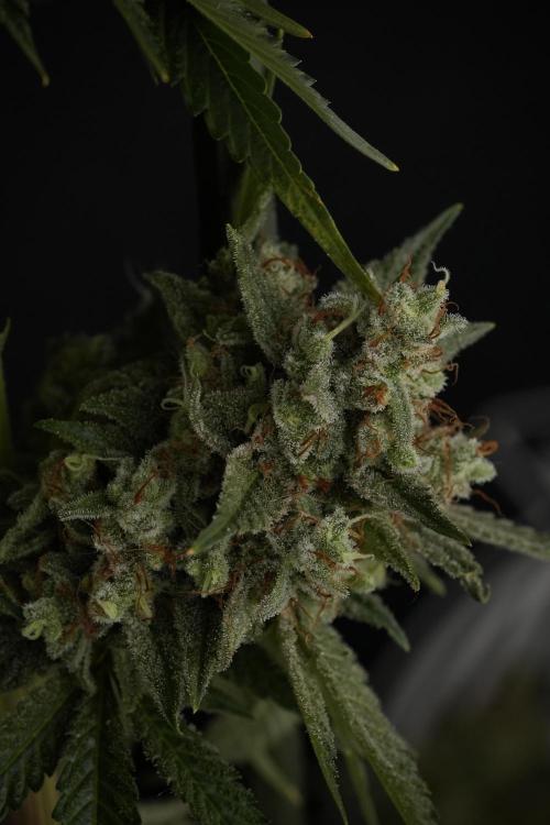 Animal Mints-Legends of the Frozen North. Week 13 - Animal Mints No veg 12-12 from seed