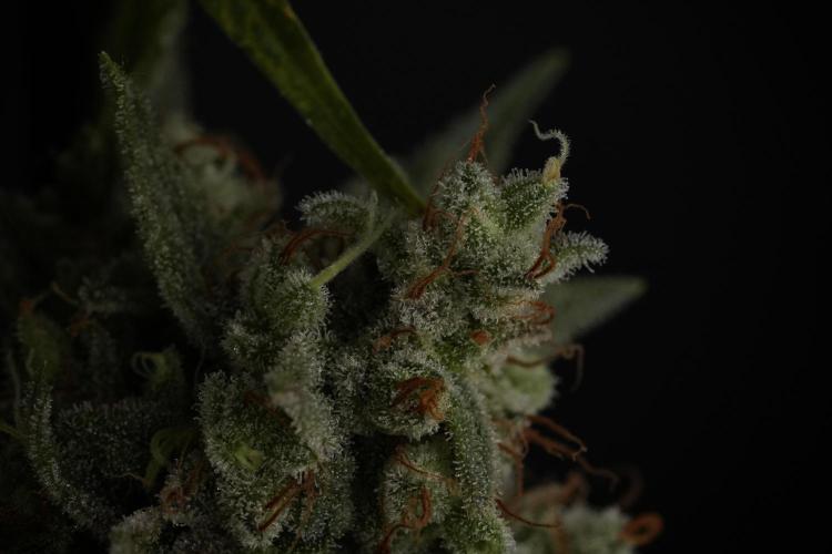 Animal Mints-Legends of the Frozen North. Week 13 - Animal Mints No veg 12-12 from seed