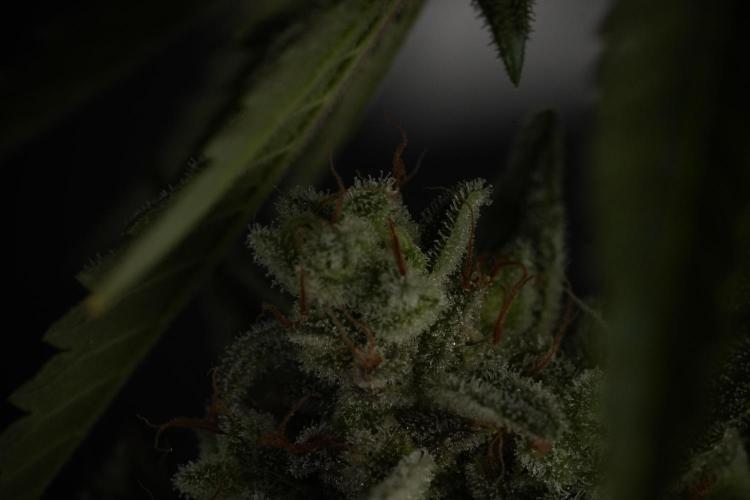 Animal Mints-Legends of the Frozen North. Week 13 - Animal Mints No veg 12-12 from seed