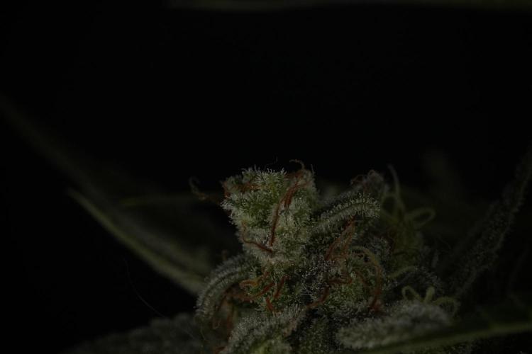 Animal Mints-Legends of the Frozen North. Week 13 - Animal Mints No veg 12-12 from seed