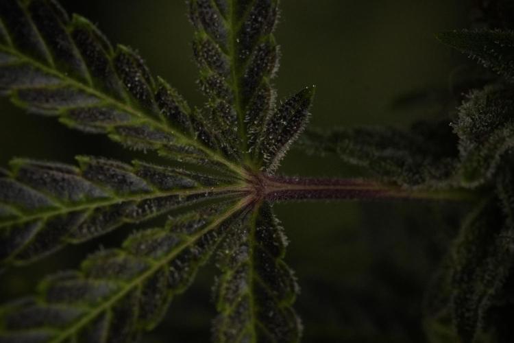 Animal Mints-Legends of the Frozen North. Week 13 - Animal Mints No veg 12-12 from seed