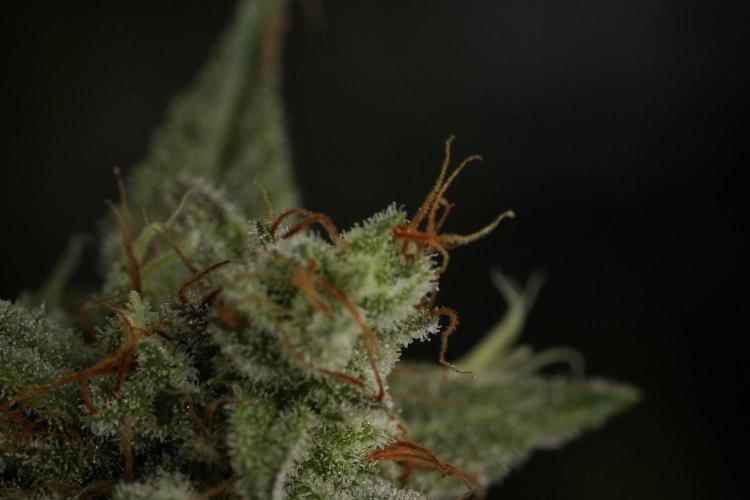 Animal Mints-Legends of the Frozen North. Week 13 - Animal Mints No veg 12-12 from seed