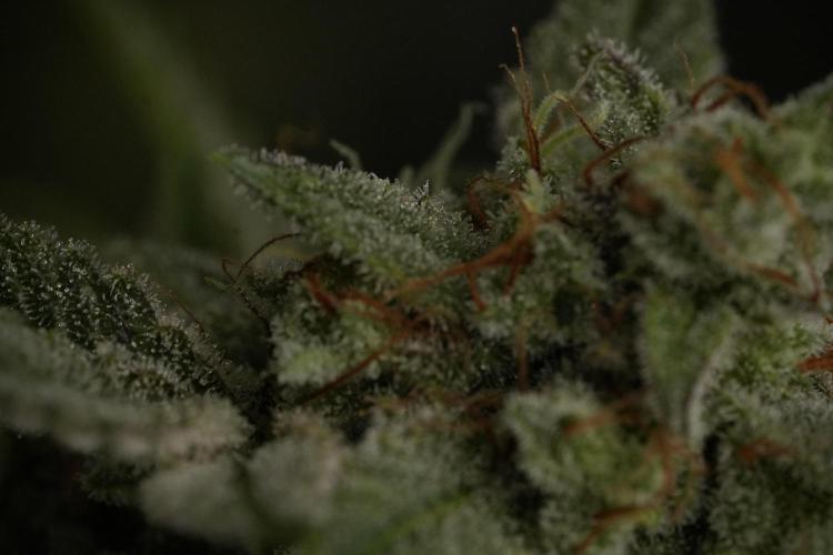 Animal Mints-Legends of the Frozen North. Week 13 - Animal Mints No veg 12-12 from seed