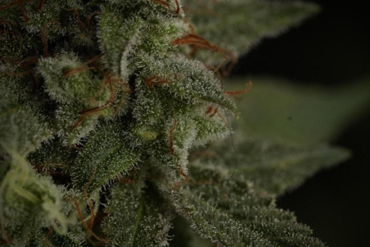 Animal Mints-Legends of the Frozen North. Week 13 - Animal Mints No veg 12-12 from seed