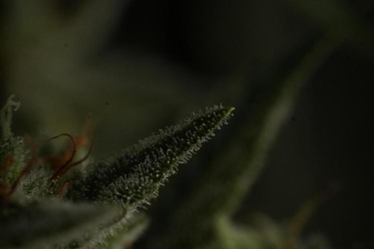 Animal Mints-Legends of the Frozen North. Week 13 - Animal Mints No veg 12-12 from seed