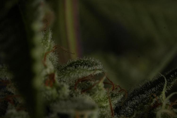 Animal Mints-Legends of the Frozen North. Week 13 - Animal Mints No veg 12-12 from seed