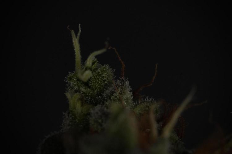 Animal Mints-Legends of the Frozen North. Week 13 - Animal Mints No veg 12-12 from seed