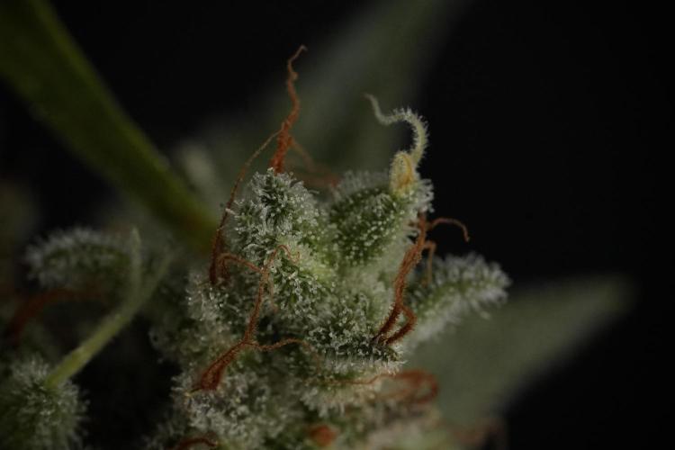 Animal Mints-Legends of the Frozen North. Week 13 - Animal Mints No veg 12-12 from seed