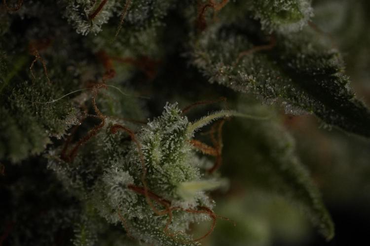 Animal Mints-Legends of the Frozen North. Week 13 - Animal Mints No veg 12-12 from seed