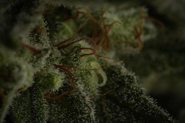 Animal Mints-Legends of the Frozen North. Week 13 - Animal Mints No veg 12-12 from seed