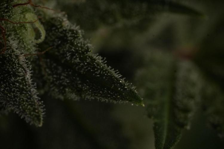 Animal Mints-Legends of the Frozen North. Week 13 - Animal Mints No veg 12-12 from seed