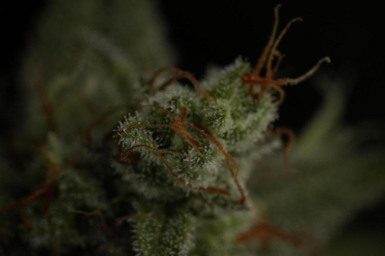 Animal Mints-Legends of the Frozen North. Week 13 - Animal Mints No veg 12-12 from seed