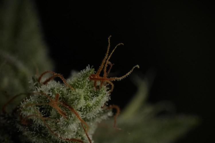 Animal Mints-Legends of the Frozen North. Week 13 - Animal Mints No veg 12-12 from seed