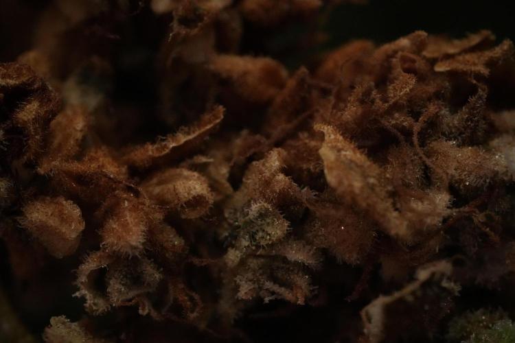 Animal Mints-Legends of the Frozen North. Week 13 - Animal Mints No veg 12-12 from seed