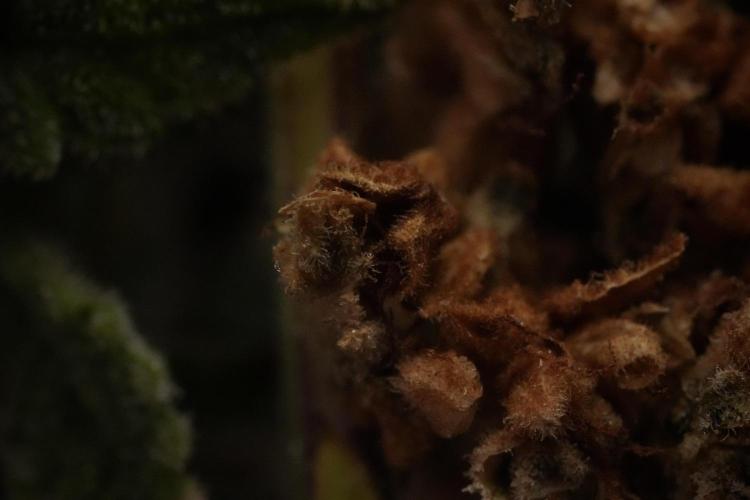 Animal Mints-Legends of the Frozen North. Week 13 - Animal Mints No veg 12-12 from seed