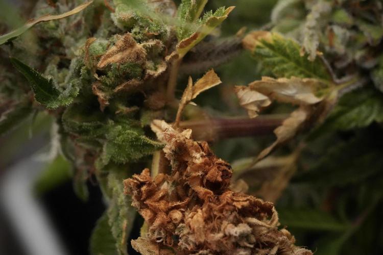 Animal Mints-Legends of the Frozen North. Week 13 - Animal Mints No veg 12-12 from seed