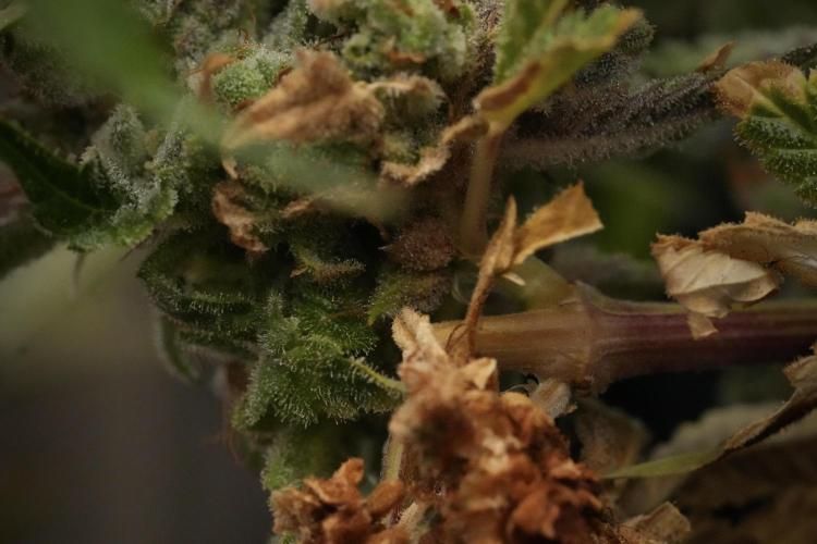 Animal Mints-Legends of the Frozen North. Week 13 - Animal Mints No veg 12-12 from seed