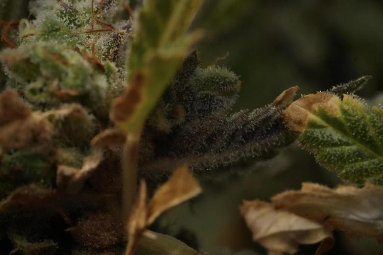 Animal Mints-Legends of the Frozen North. Week 13 - Animal Mints No veg 12-12 from seed