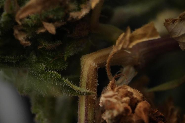 Animal Mints-Legends of the Frozen North. Week 13 - Animal Mints No veg 12-12 from seed