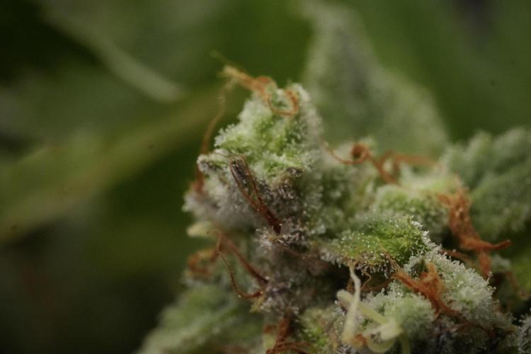 Animal Mints-Legends of the Frozen North. Week 13 - Animal Mints No veg 12-12 from seed
