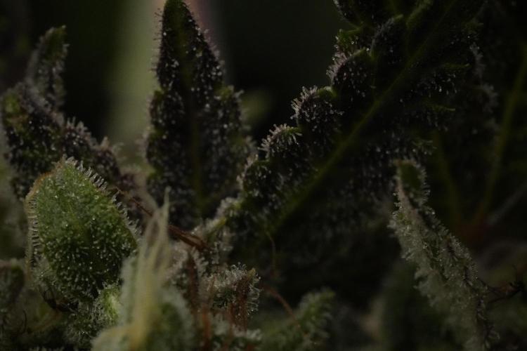 Animal Mints-Legends of the Frozen North. Week 13 - Animal Mints No veg 12-12 from seed