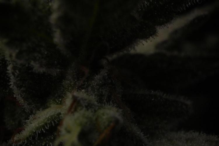 Animal Mints-Legends of the Frozen North. Week 13 - Animal Mints No veg 12-12 from seed