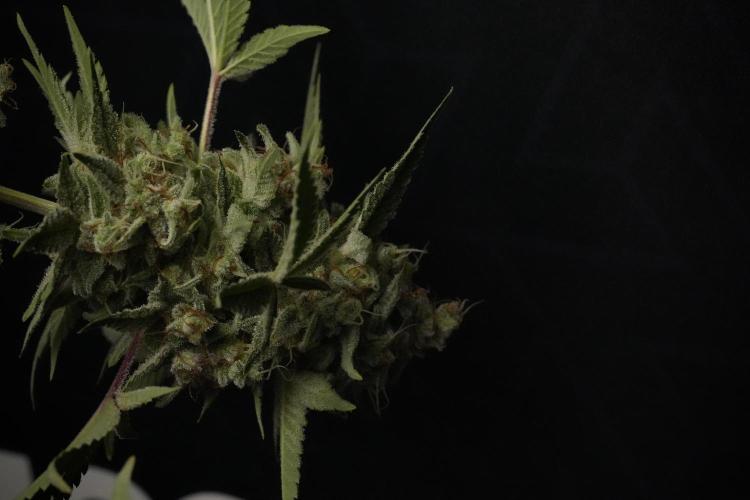 Animal Mints-Legends of the Frozen North. Week 13 - Animal Mints No veg 12-12 from seed