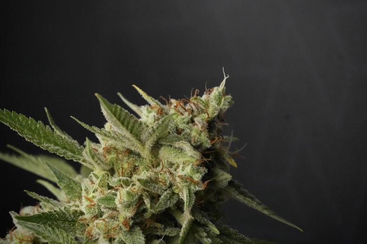 Animal Mints-Legends of the Frozen North. Week 13 - Animal Mints No veg 12-12 from seed