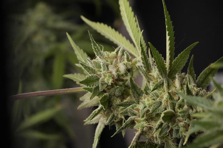 Animal Mints-Legends of the Frozen North. Week 13 - Animal Mints No veg 12-12 from seed