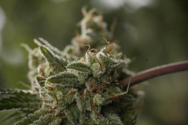 Animal Mints-Legends of the Frozen North. Week 13 - Animal Mints No veg 12-12 from seed