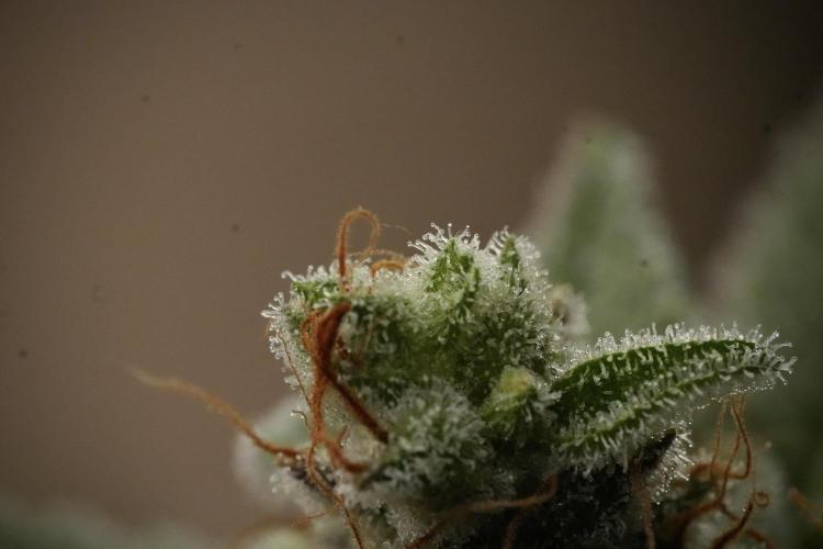 Animal Mints-Legends of the Frozen North. Week 13 - Animal Mints No veg 12-12 from seed