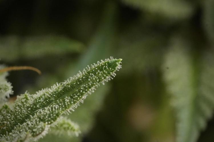 Animal Mints-Legends of the Frozen North. Week 13 - Animal Mints No veg 12-12 from seed