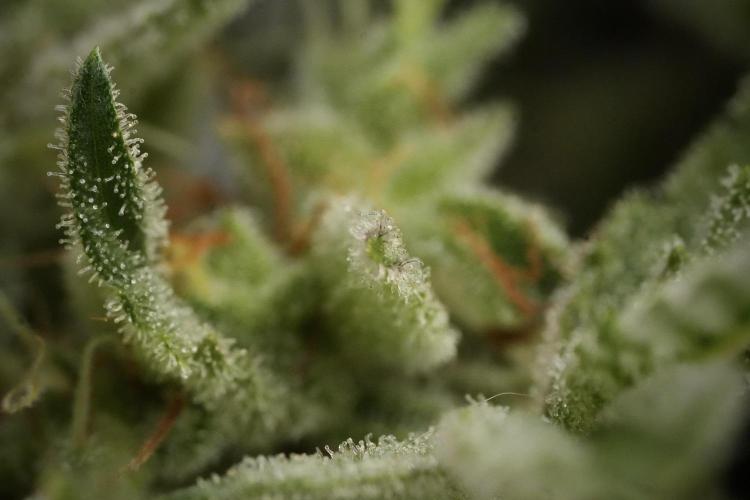 Animal Mints-Legends of the Frozen North. Week 13 - Animal Mints No veg 12-12 from seed