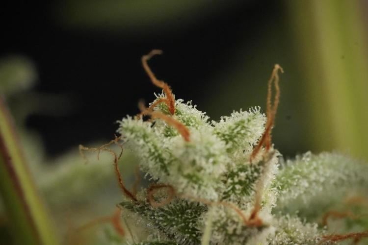 Animal Mints-Legends of the Frozen North. Week 13 - Animal Mints No veg 12-12 from seed