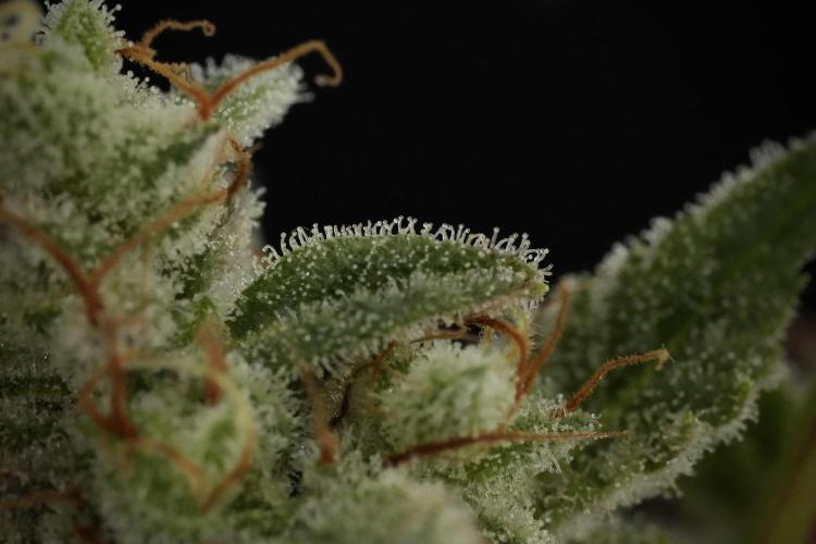 Animal Mints-Legends of the Frozen North. Week 13 - Animal Mints No veg 12-12 from seed