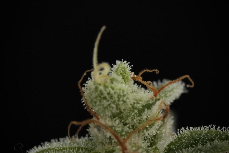Animal Mints-Legends of the Frozen North. Week 13 - Animal Mints No veg 12-12 from seed