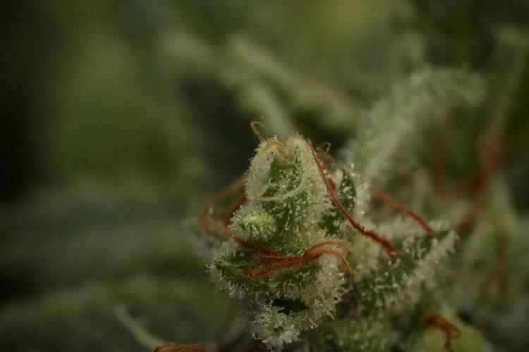 Animal Mints-Legends of the Frozen North. Week 13 - Animal Mints No veg 12-12 from seed