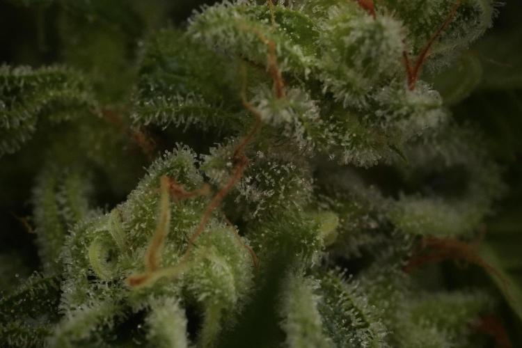Animal Mints-Legends of the Frozen North. Week 13 - Animal Mints No veg 12-12 from seed