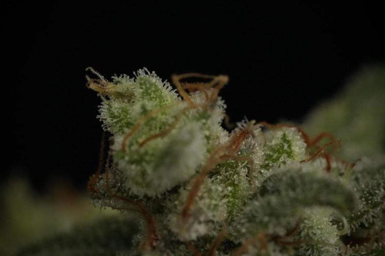 Animal Mints-Legends of the Frozen North. Week 13 - Animal Mints No veg 12-12 from seed