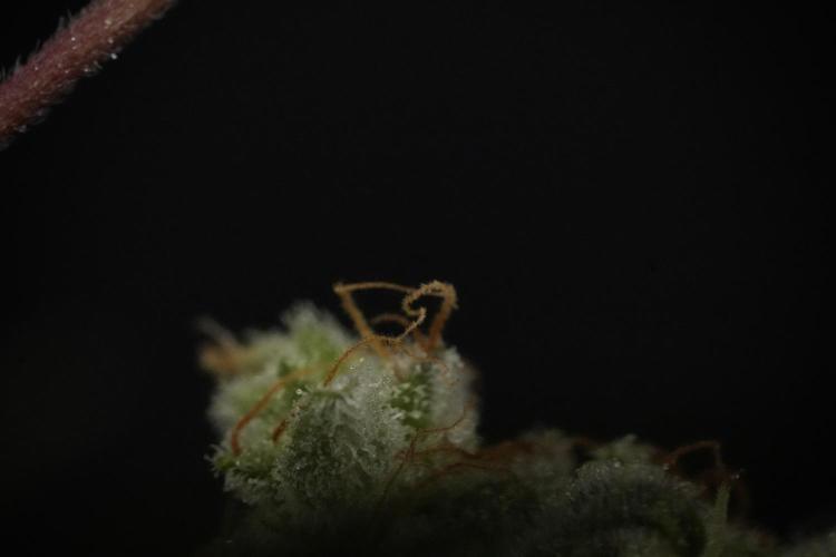 Animal Mints-Legends of the Frozen North. Week 13 - Animal Mints No veg 12-12 from seed