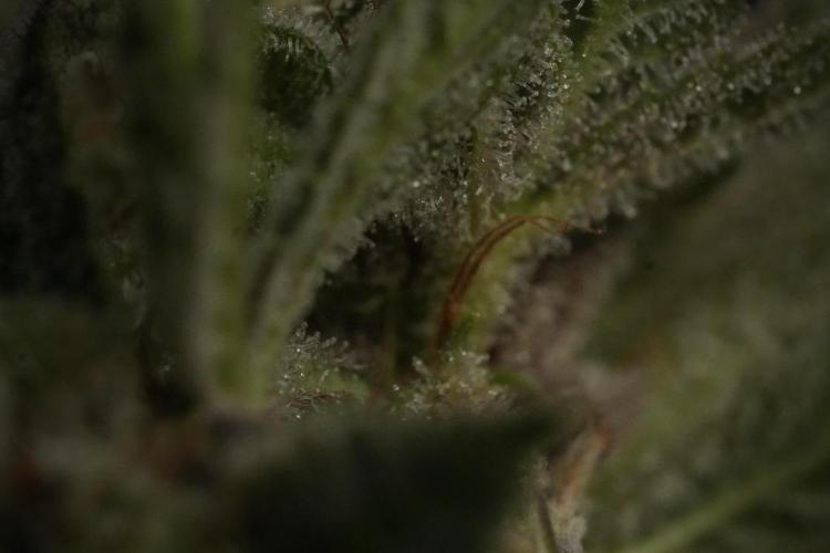 Animal Mints-Legends of the Frozen North. Week 13 - Animal Mints No veg 12-12 from seed